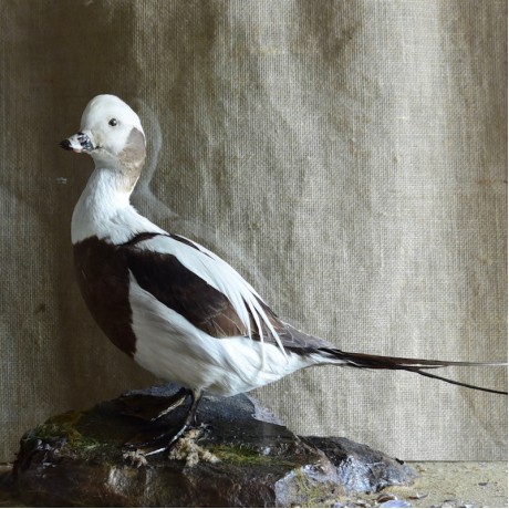 Taxidermy: Long Tailed Duck